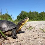 Photograph of a turtle on the side of the road