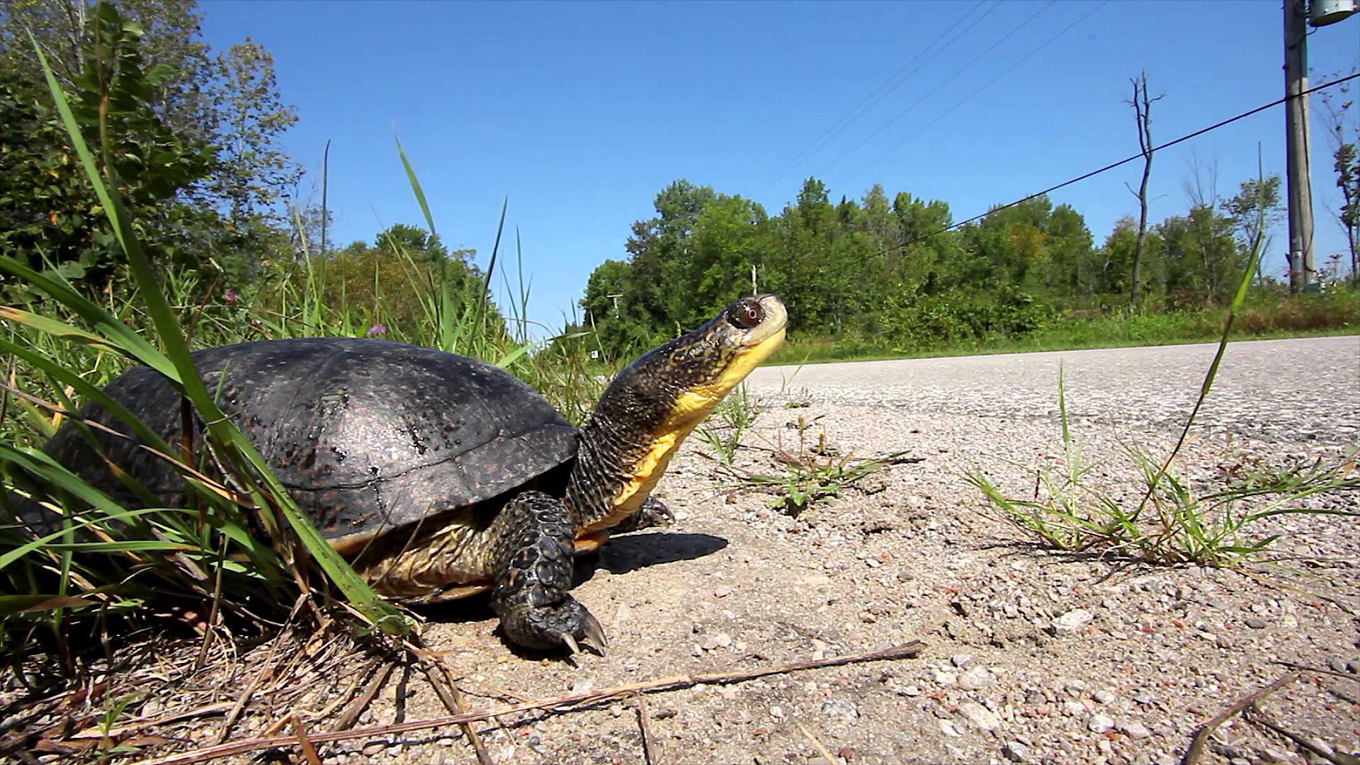 Photograph of a turtle on the side of the road