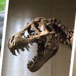 A set of three photographs: The first shows a tortoise, the middle one shows the bones of a t-rex, and the third is an ostrich with its head buried in desert sand.