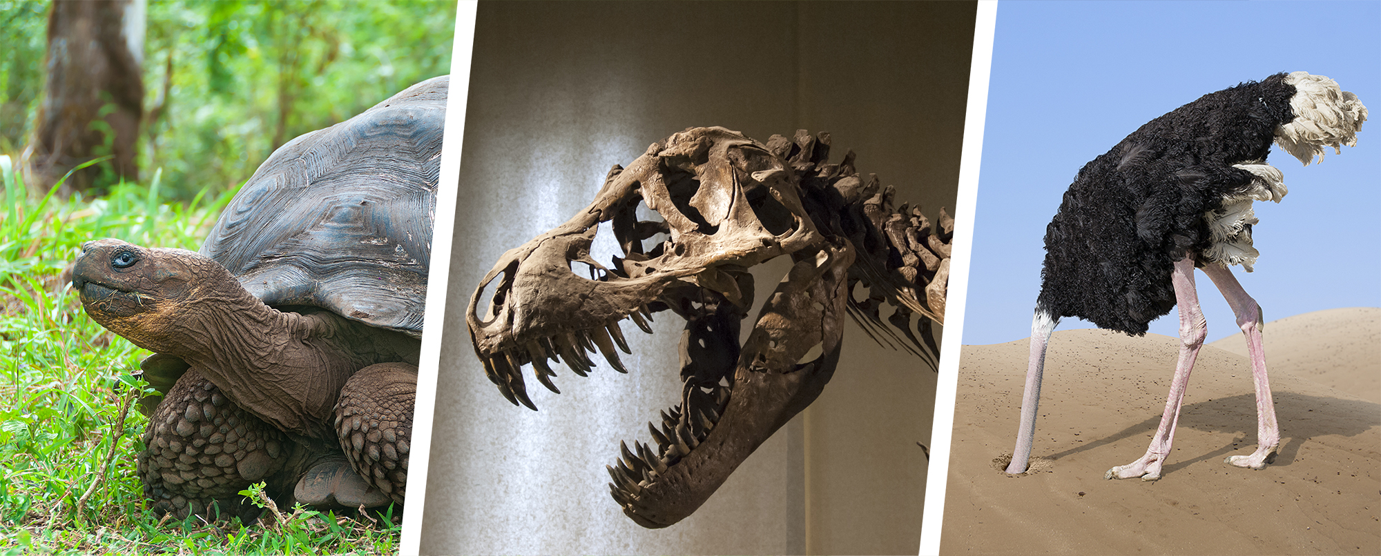 A set of three photographs: The first shows a tortoise, the middle one shows the bones of a t-rex, and the third is an ostrich with its head buried in desert sand.