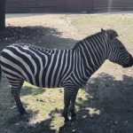 A photo of zebra in its pen at the zoo