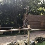 A photo of giraffe in its pen at the zoo