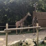 A photo of giraffe in its pen at the zoo